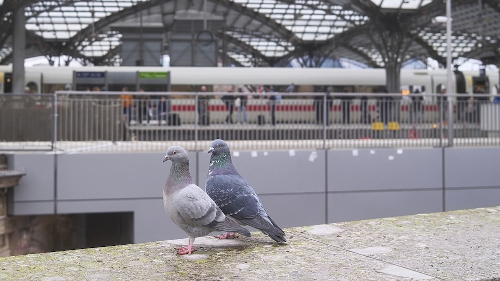 Zwei Taube am Kölner Hauptbahnhof