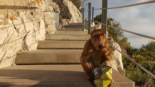 Affe in Gibraltar isst Chips aus einer Tüte