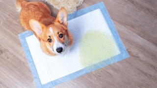 Hund hat auf einer Matte uriniert