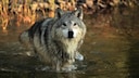 Tundrawolf l&auml;uft durch Wasser