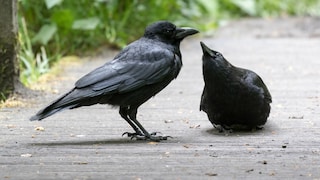 Kolkraben-lterntier (Corvus Corax) mit bettelndem Jungtier