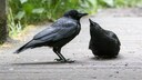 Kolkraben-lterntier (Corvus Corax) mit bettelndem Jungtier