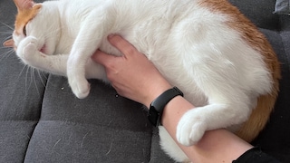 Kater Remo beißt sich beim Putzen ins Fell