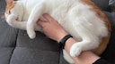 Kater Remo beißt sich beim Putzen ins Fell