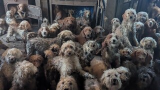 Hunde in einem Zimmer