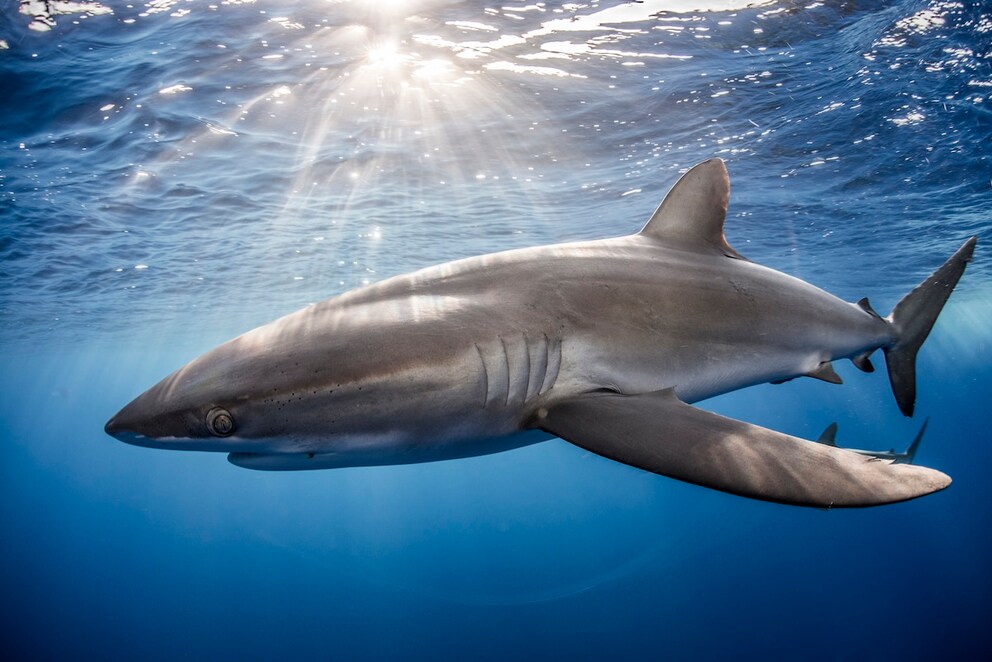 Silky Shark
