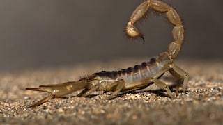 Haariger Wüstenskorpion (Hadrurus arizonensis)