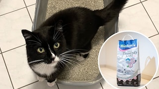 Collage aus Katze Sweety im Katzenklo und der Katzenstreu