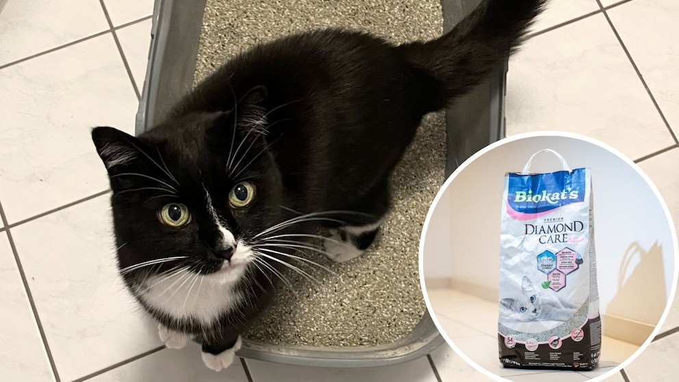 Collage aus Katze Sweety im Katzenklo und der Katzenstreu