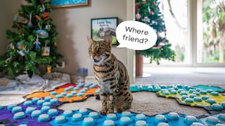 Fischkatze Flounder neben ihrem Soundboard