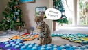 Fischkatze Flounder neben ihrem Soundboard