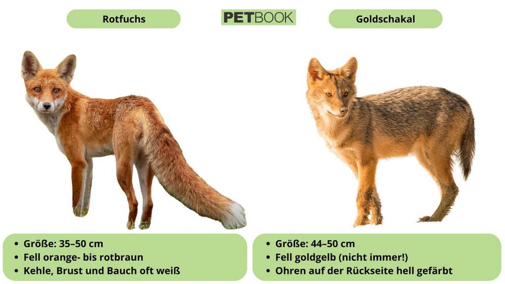 Differences between Red Fox and Golden Jackal at a Glance