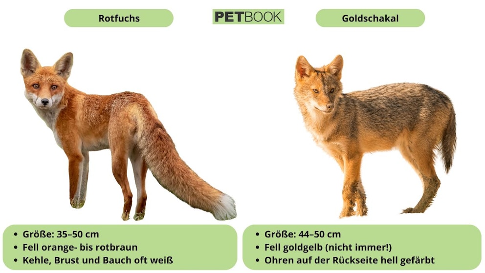 Unterschiede zwischen Rotfuchs und Goldschakal im &Uuml;berblick