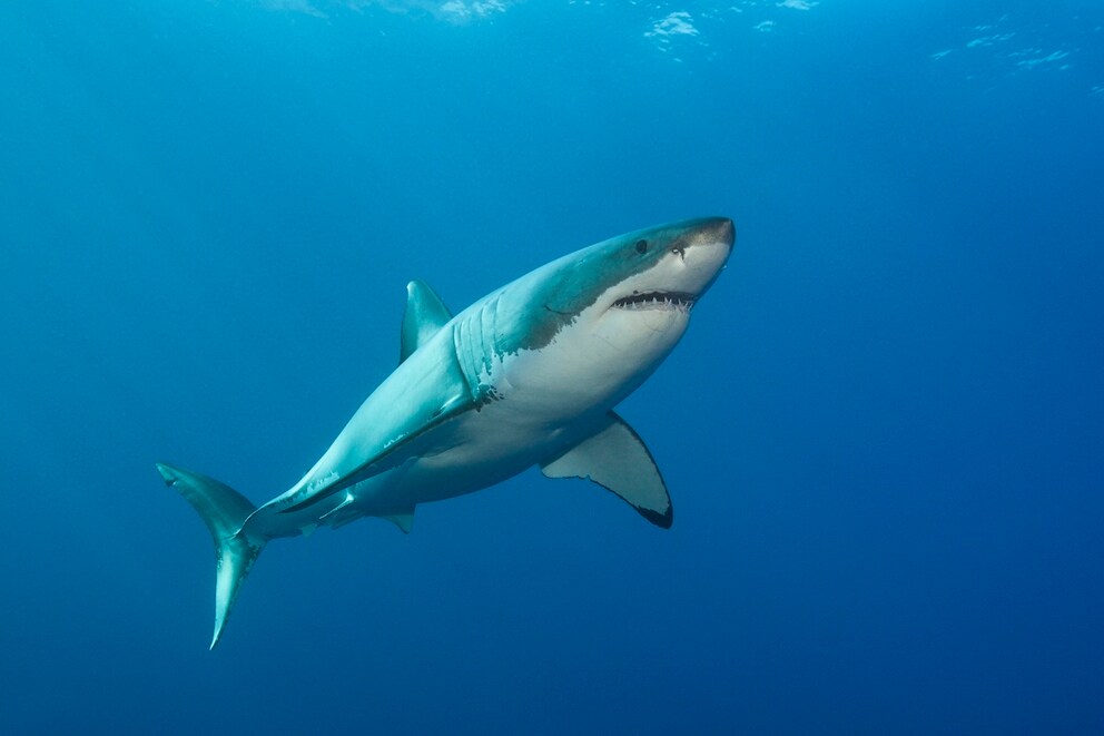 Great White Shark (Carcharodon carcharias)