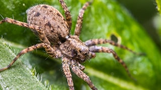 Dunkle Wolfsspinne Pardosa amentata auf Blatt