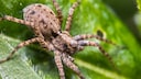 Dunkle Wolfsspinne Pardosa amentata auf Blatt