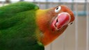 Ein Ziervogel schaut singend in die Kamera