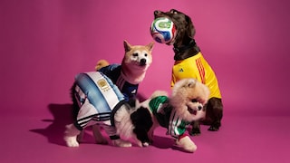 Vier Hunde in Fußball-Trikots