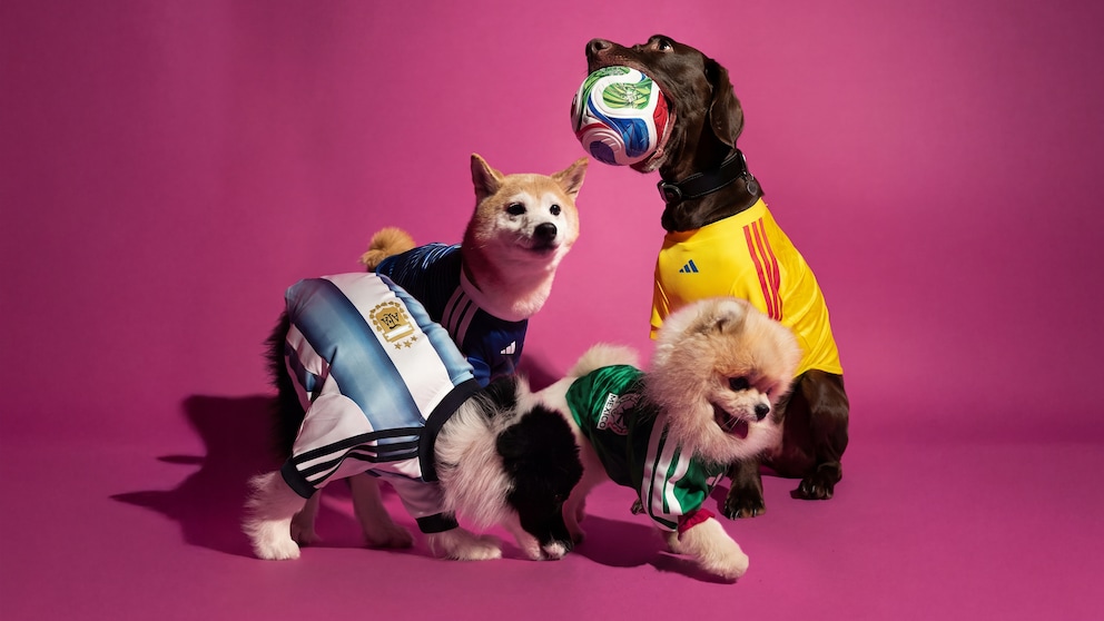 Vier Hunde in Fußball-Trikots