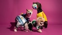 Vier Hunde in Fußball-Trikots