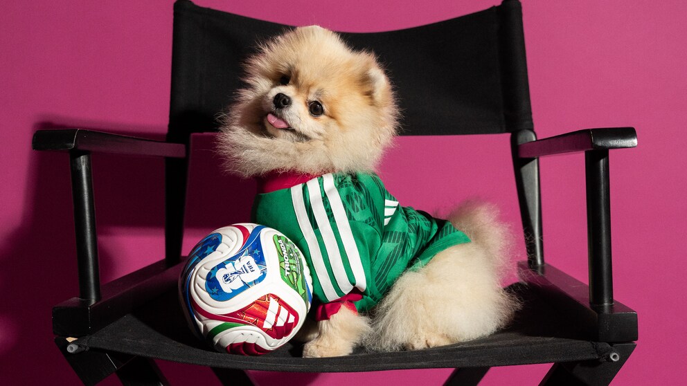 Pomeranian with Adidas soccer jersey next to soccer ball on chair