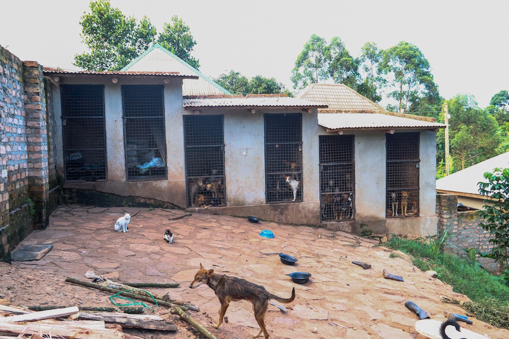 Hunde und Katzen in Uganda