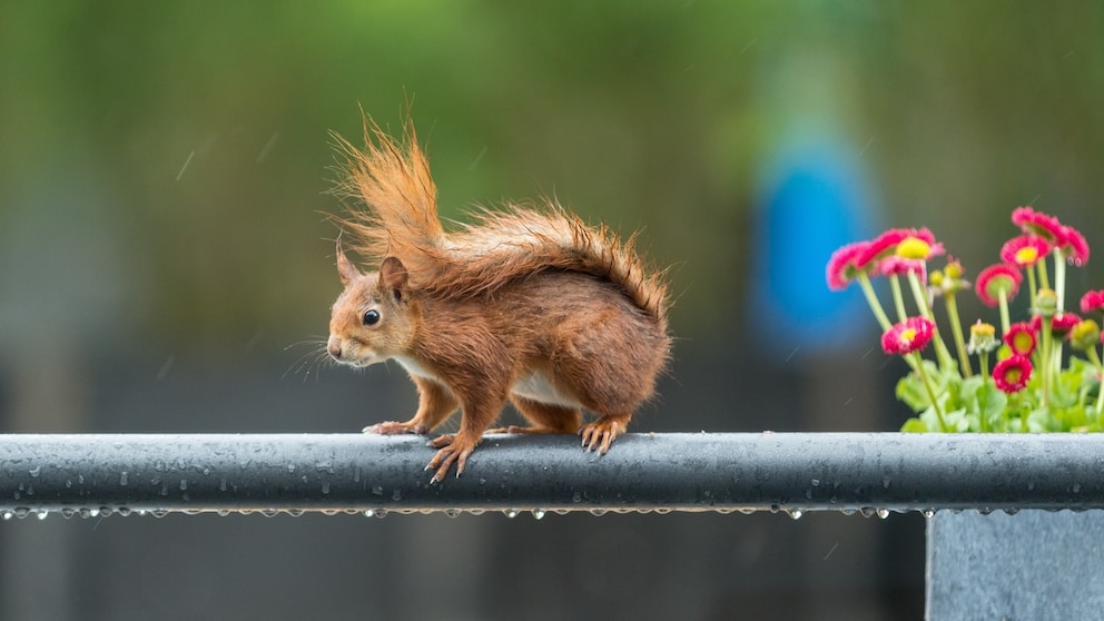 Eichhörnchen hält Schwanz über Rücken bei Regen