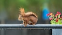 Eichhörnchen hält Schwanz über Rücken bei Regen