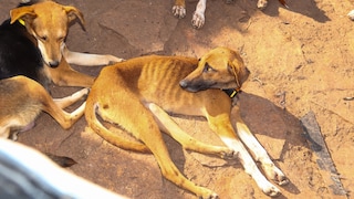 Hunde bei der Sicherstellung