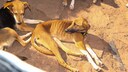 Hunde bei der Sicherstellung
