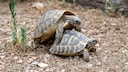 Zwei Schildkr&ouml;ten bei der Paarung