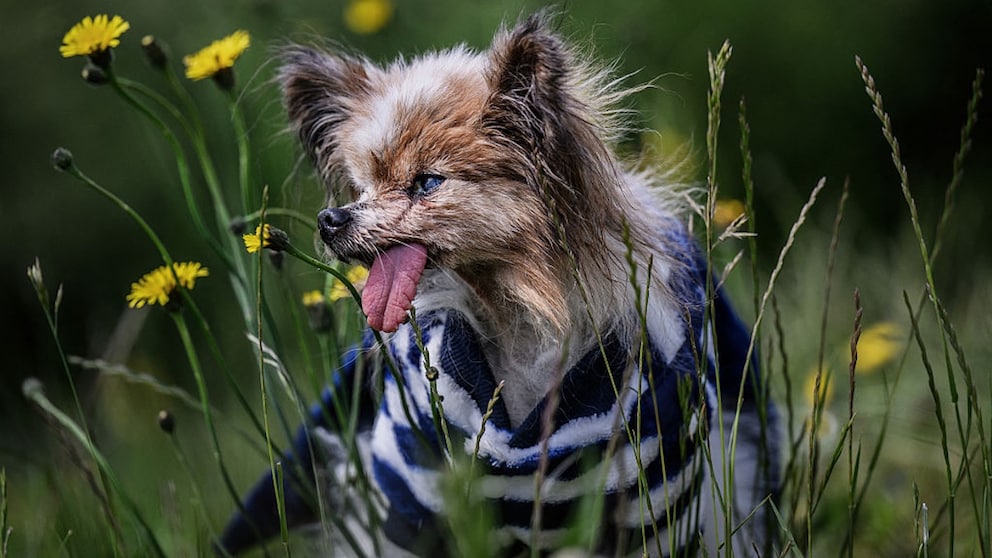 Lazare, ein Papillon, mit heraushängender Zunge auf einer blühenden Wiese