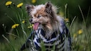 Lazare, ein Papillon, mit heraush&auml;ngender Zunge auf einer bl&uuml;henden Wiese