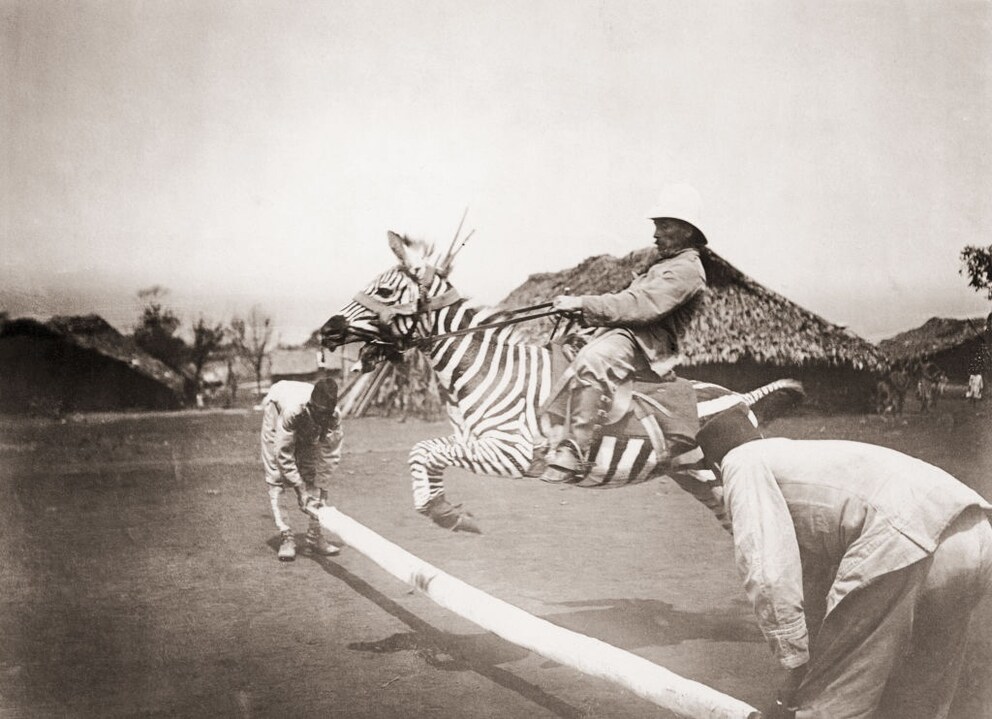 A man sits on a zebra and jumps over an obstacle.