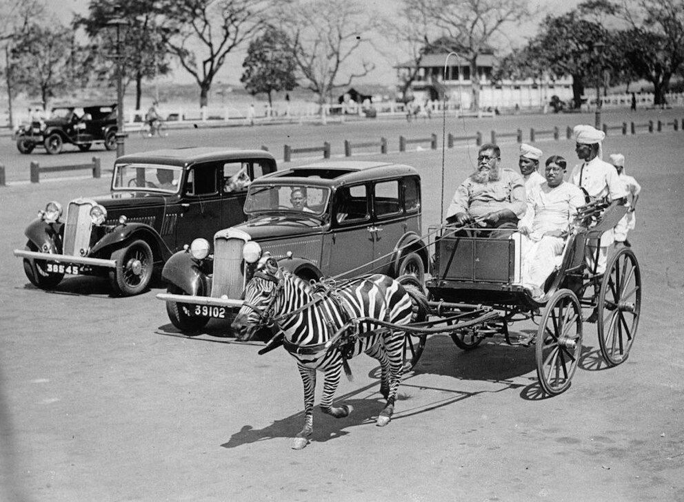 Zebra as a horse substitute for a carriage in Calcutta
