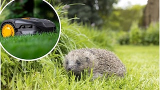 Ein Igel sitzt auf einer Wiese. In einem Kreis in der oberen linken Ecke ist ein Mähroboter zu sehen.