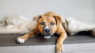 Hund starrt in die Kamera