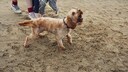 Hund an Leine bellt jeamdnen an