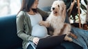 Schwangere Frau mit Hund auf dem Sofa