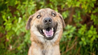 Hund, der aussieht, als ob er lächelt