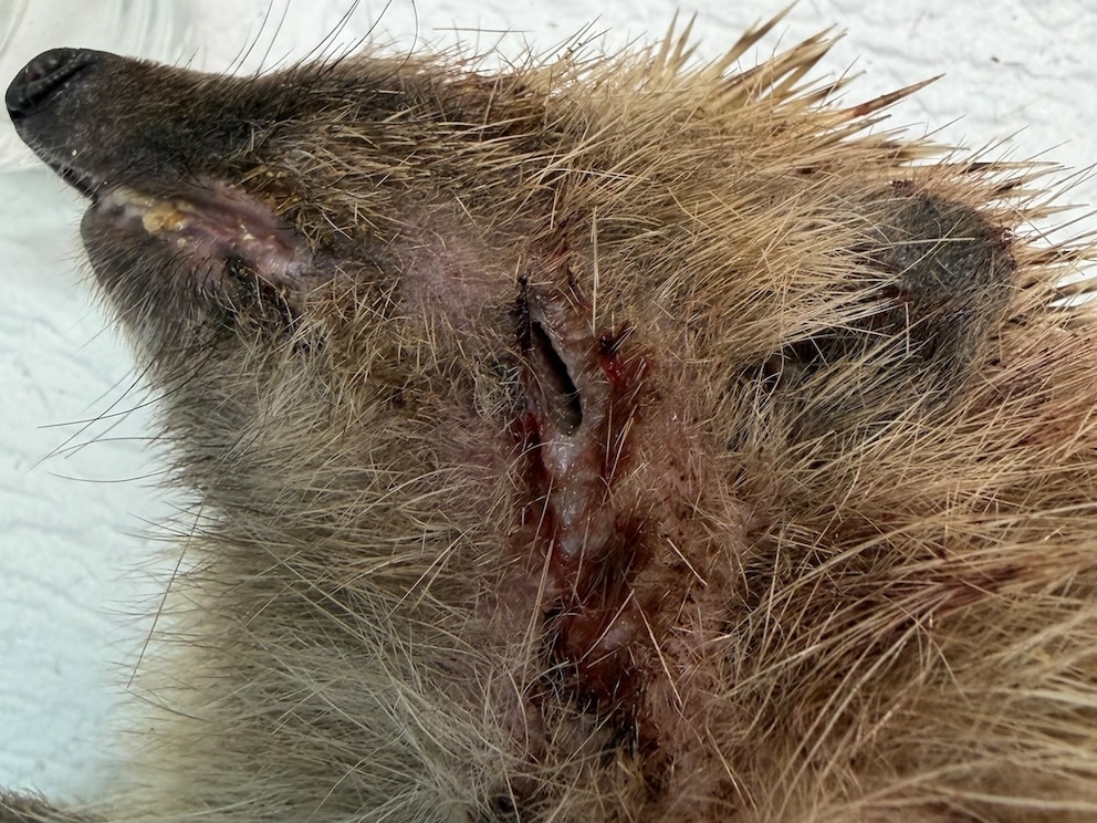 Ein Igel mit Schnittverletzungen nahe dem Gesicht.