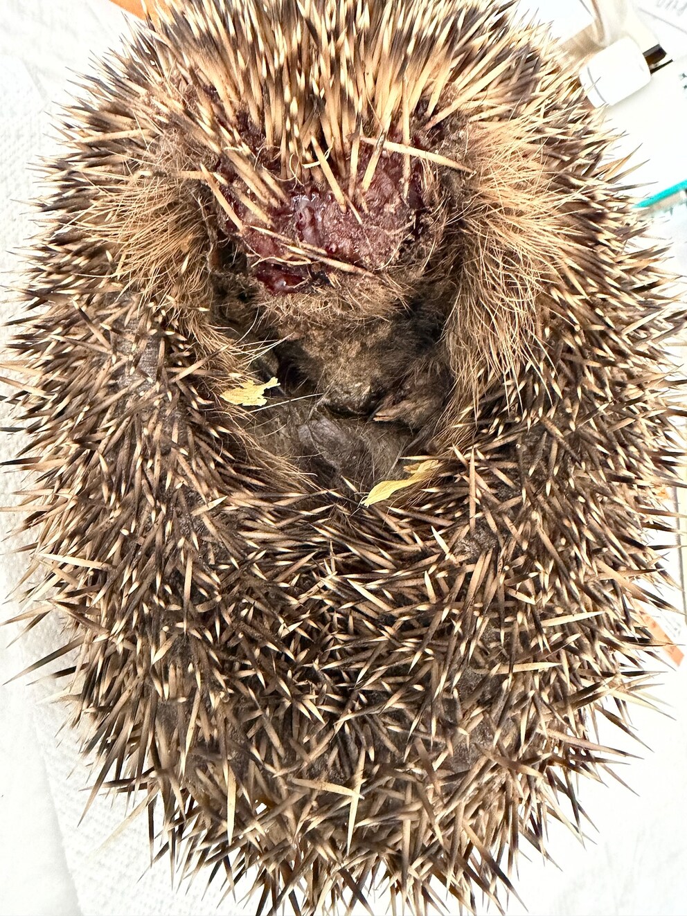 A hedgehog with cut injuries