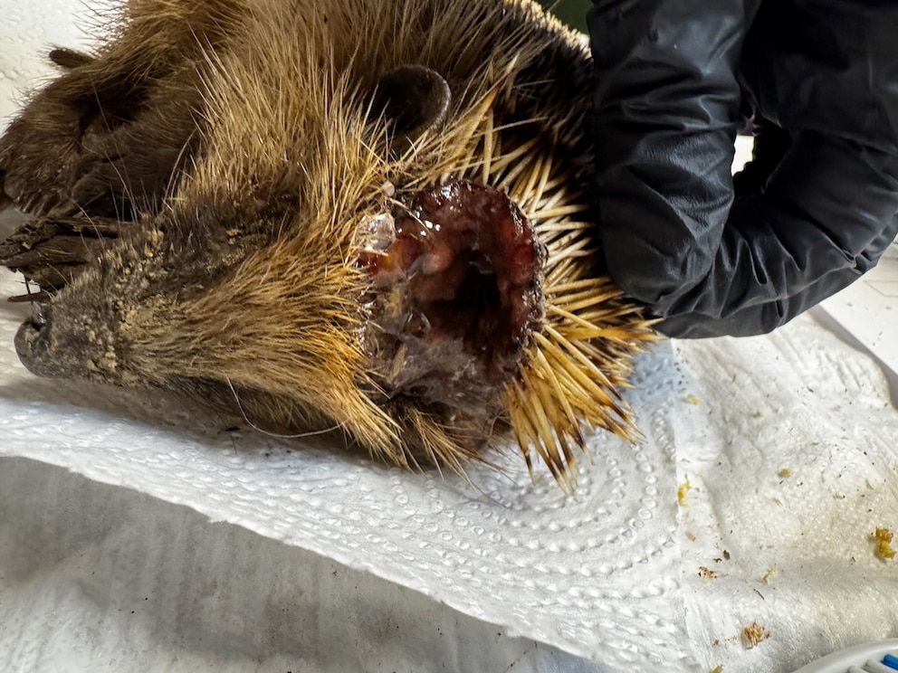 Ein Igel mit Schnittverletzungen am Kopf.