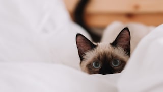 Siamkatze schaut zwischen Kissen hervor