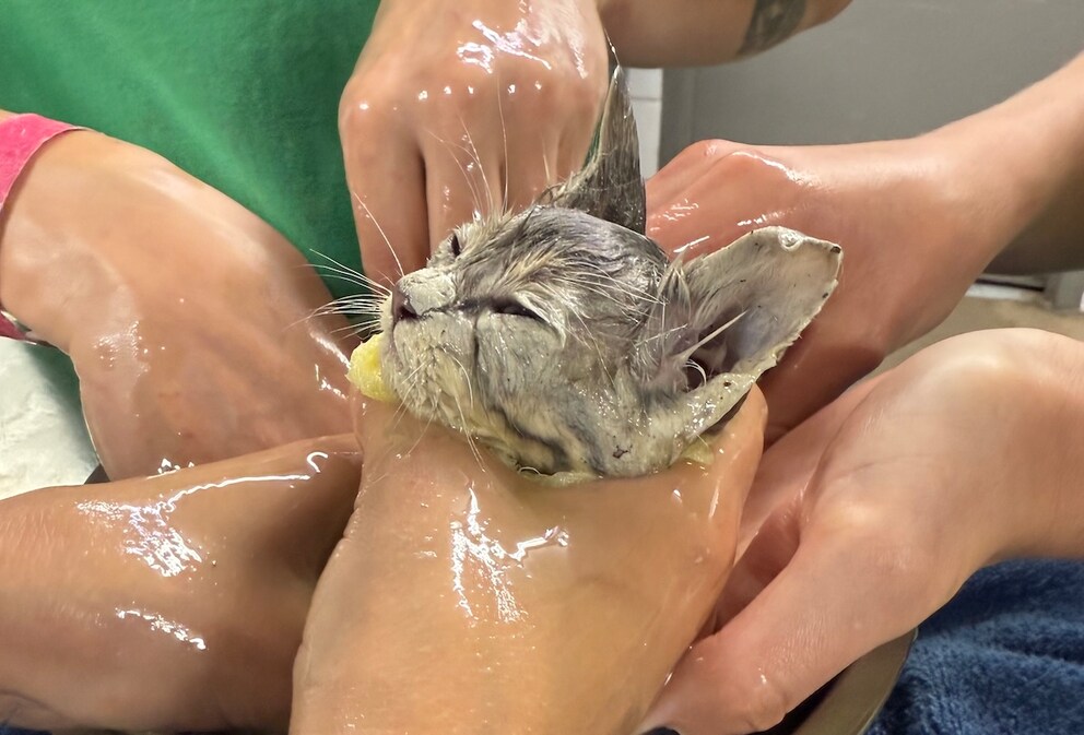 Cat receives oil bath to loosen glue