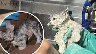Kater Elmer bedeckt mit Kleber und nach mehreren Ölbädern (Kreis)