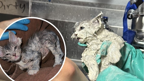 Kater Elmer bedeckt mit Kleber und nach mehreren Ölbädern (Kreis)