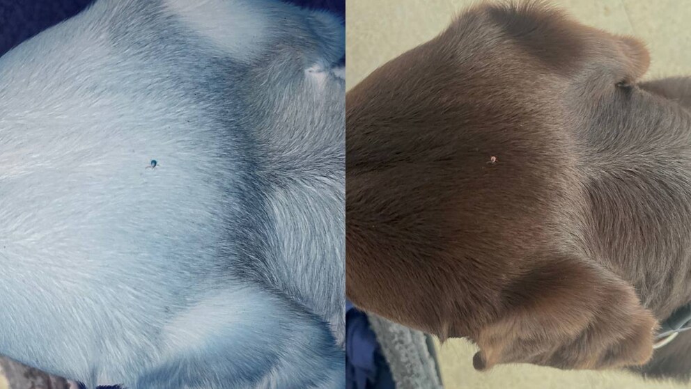 A tick on a dog's head. Comparison between magnifying hack and reality