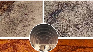 Bilder aus Videos, die zeigen wie massenhaft Asseln in Kreisen laufen