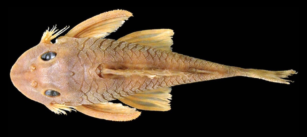 Peckoltia greedoi: